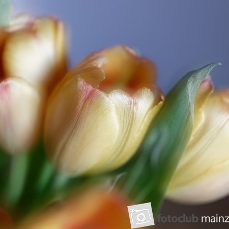 2026 Mein Bild - Jochen Dibbern: "Tulpen"